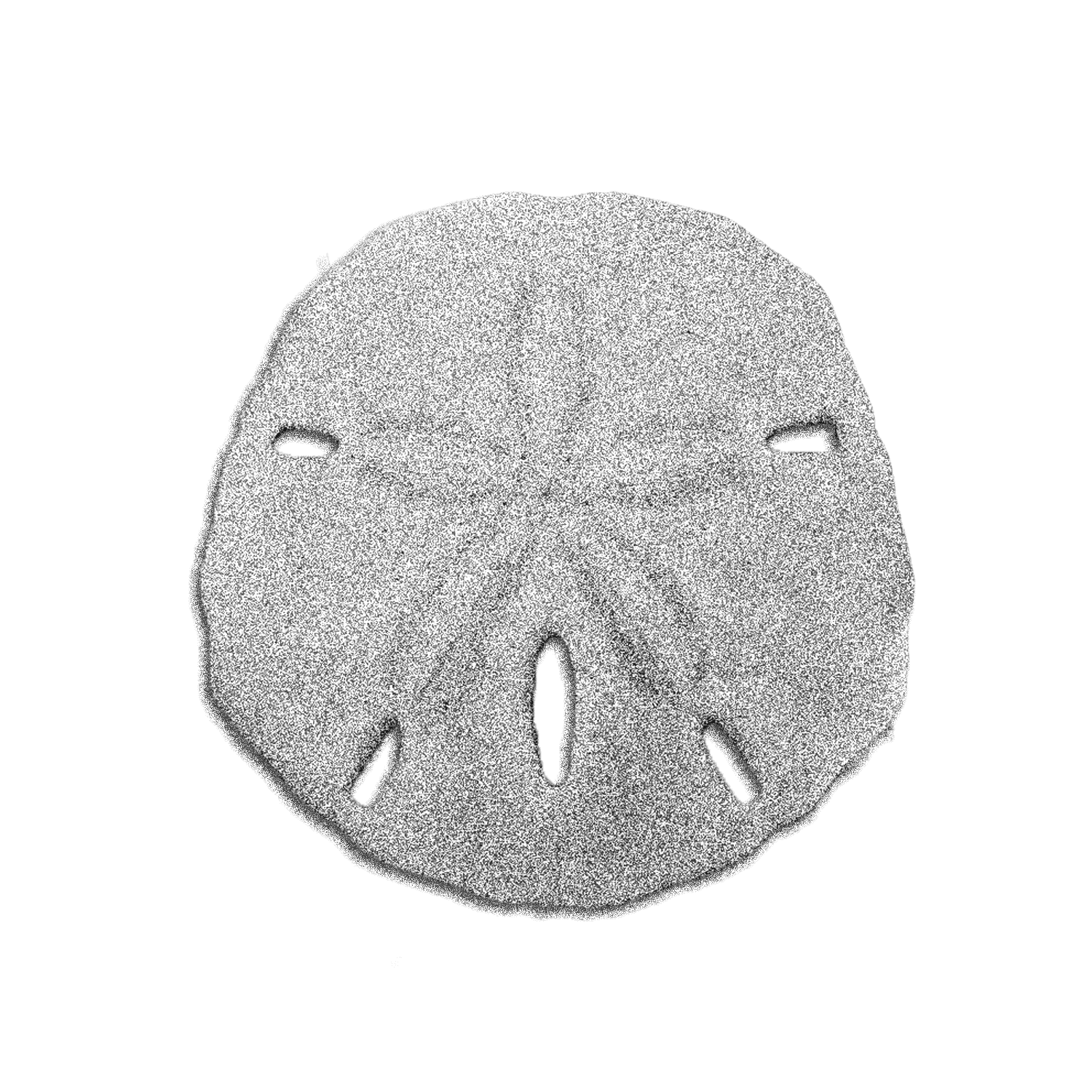 Sand dollar